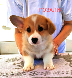 Розалия